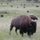 Bison on the Range